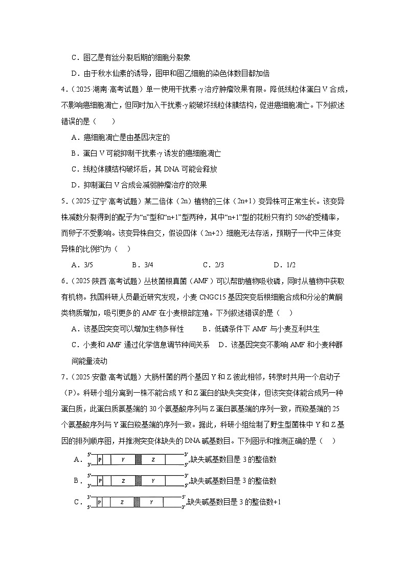 2025年高考生物试题分类汇编 专题07  生物的变异与进化第2页