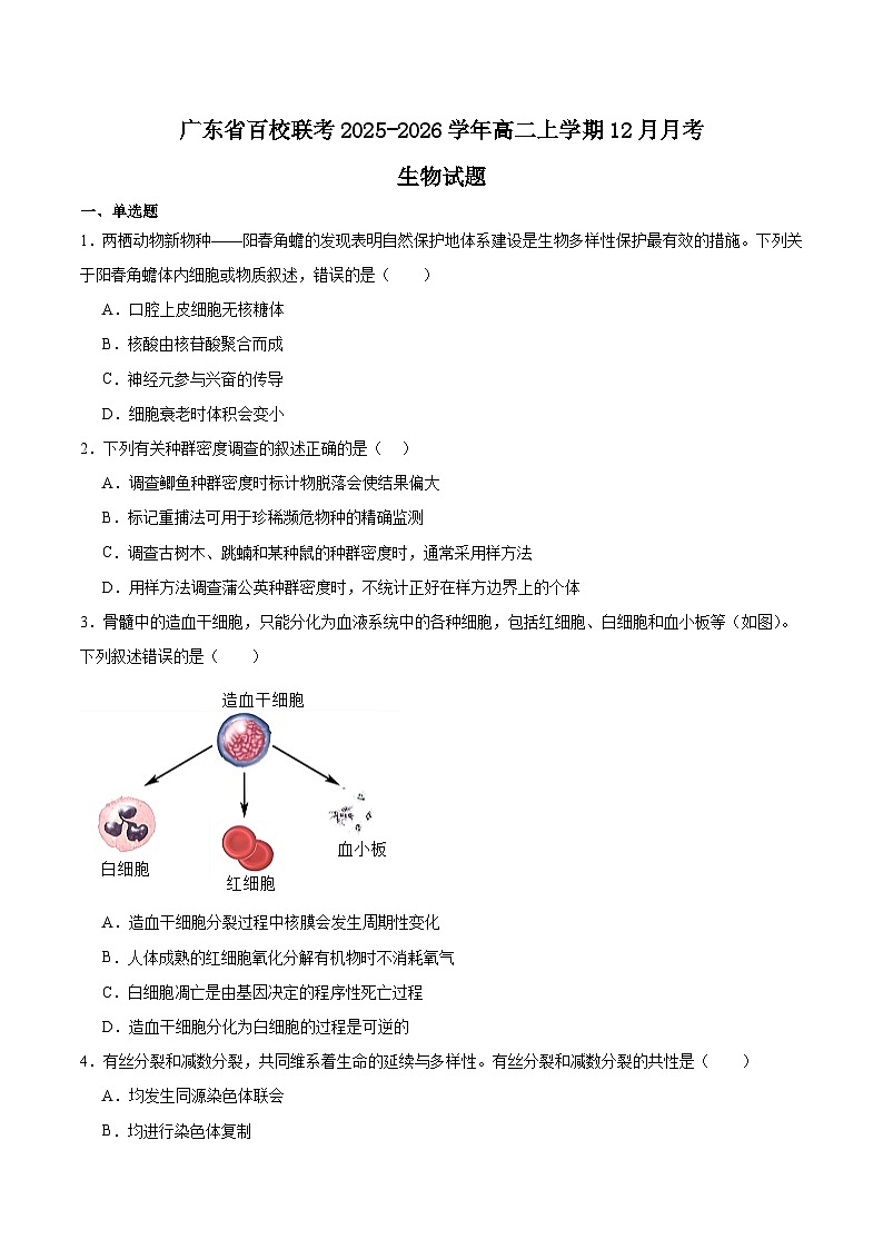 广东省百校联考2025-2026学年高二上学期12月联考生物试卷（Word版附答案）第1页