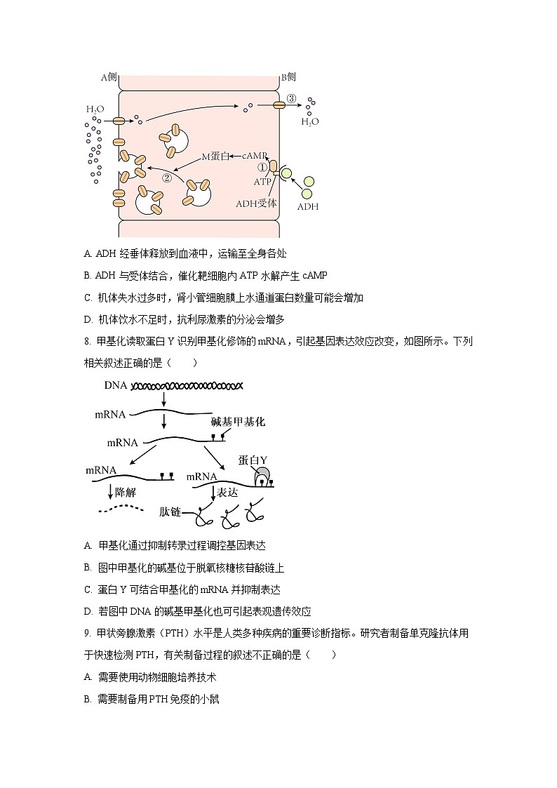 2025-2026学年广东省东莞市七校高三上学期期中联考生物试卷（学生版）第3页