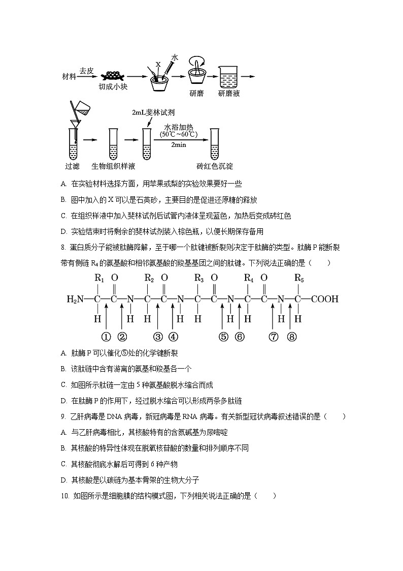 2025-2026学年山西省太原市某校高一上11月半月考生物试卷（学生版）第3页