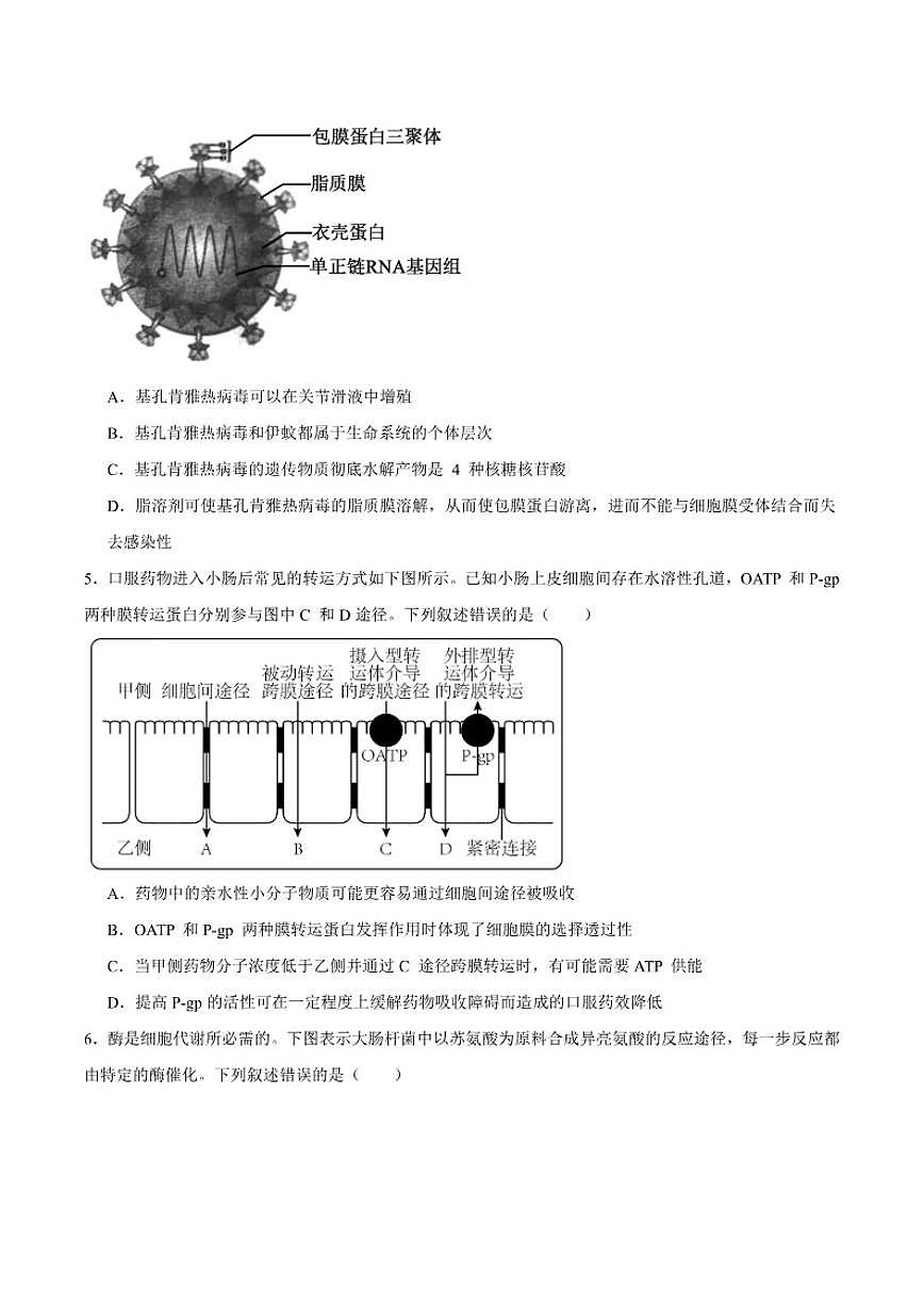 安徽省马鞍山市第二中学2026届高三上学期期中考试生物（含答案）试卷第2页