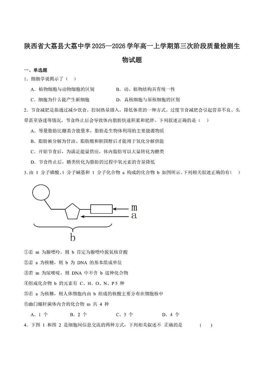 2025-2026学年陕西省渭南市大荔县大荔中学高一上学期第三次阶段质量检测生物（含答案）试卷第1页