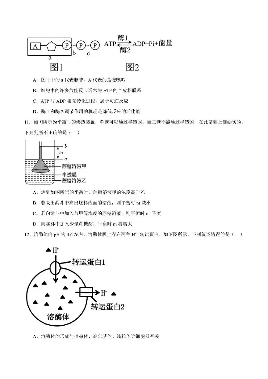 2025-2026学年江苏省泰州中学高一上学期第二次质量检测生物（含答案）试卷第3页