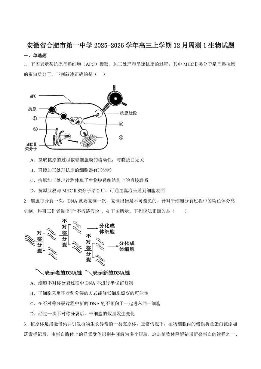 安徽省合肥市第一中学2026届高三上学期12月教学质量测评生物试卷（含答案）第1页