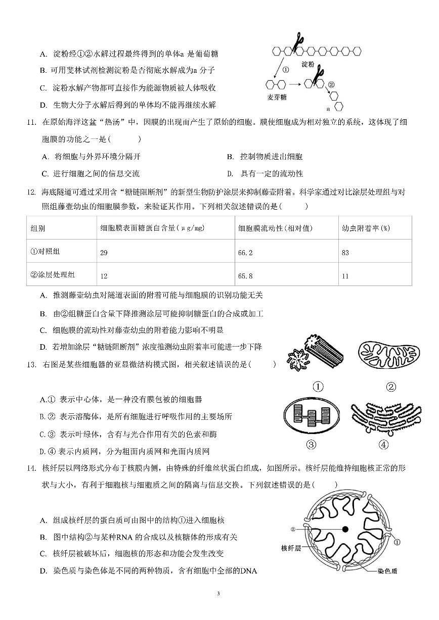 2025-2026学年四川省自贡市外国语学校高一上学期12月考试综合素质测评生物试卷（含答案）第3页