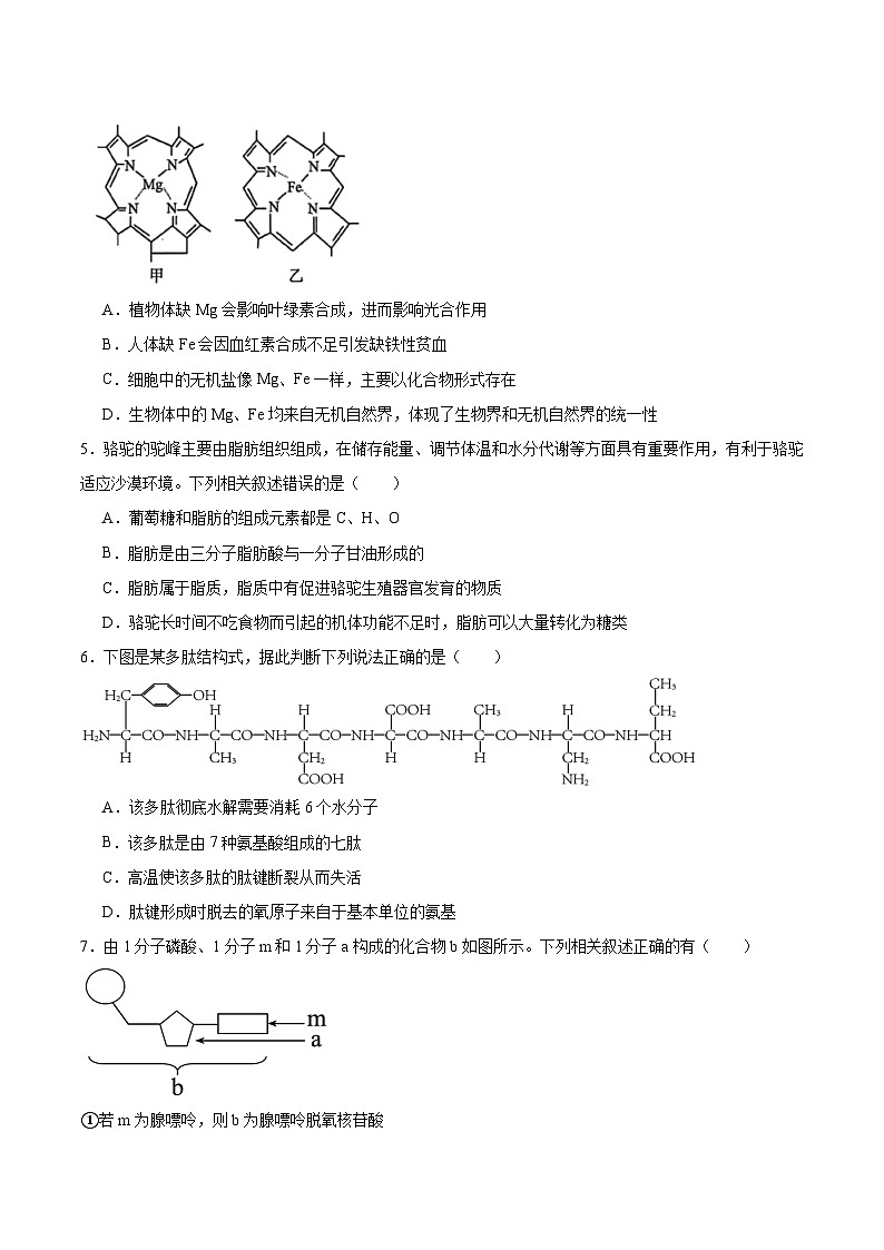 河南省部分高中2025-2026学年高一上学期12月联考生物试卷（Word版附答案）第2页