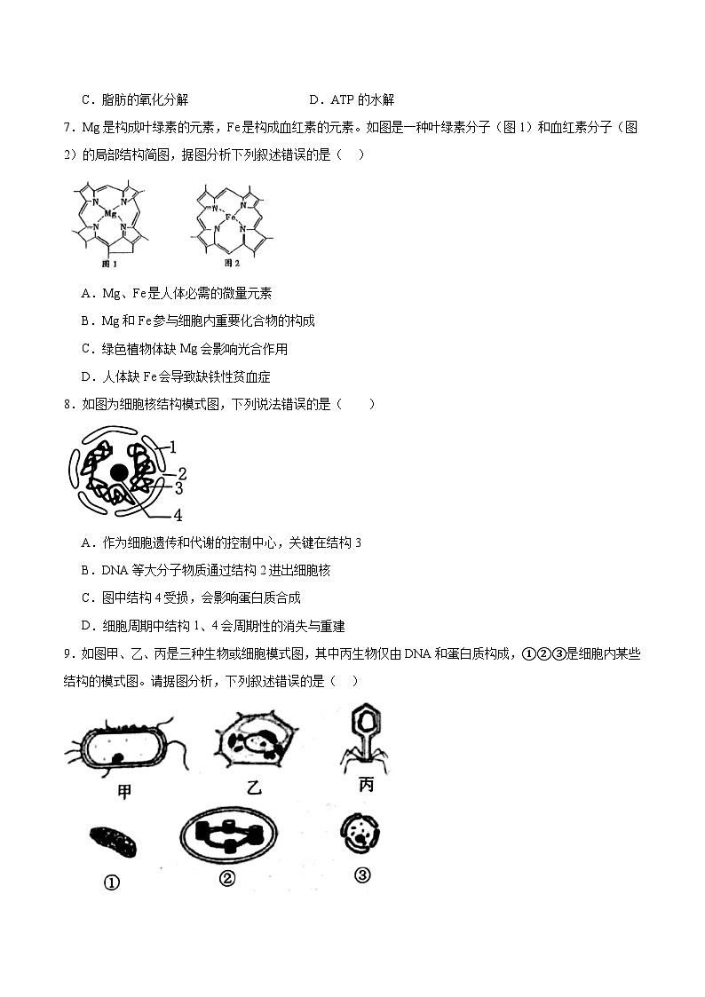 山东省济南市顶级名校2025-2026学年高一上学期12月检测试题 生物（含答案）第2页