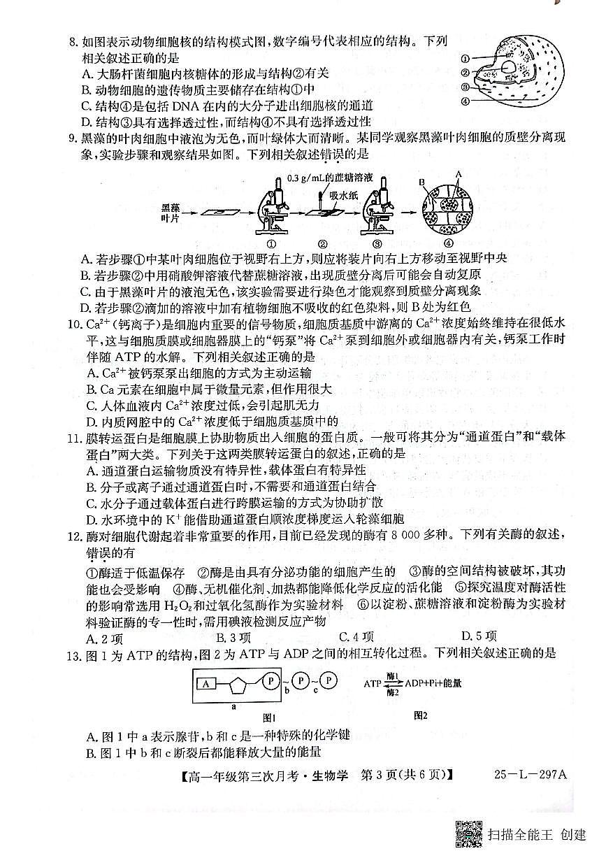 河北省联考2024-2025学年高一上学期第三次月考11月生物试题第3页
