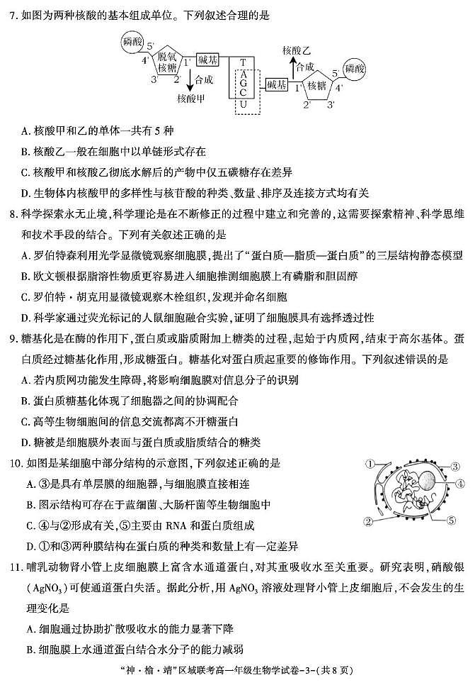 陕西省“神 榆 靖”区域联考 2025-2026学年高一上学期第2次月考生物试题（月考）第3页