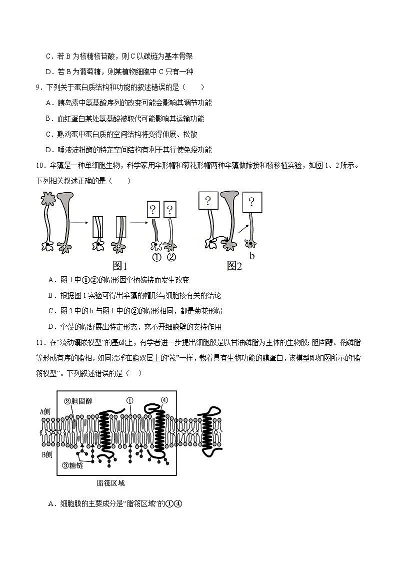 河南省部分重点高中2025-2026学年高一上学期12月联考试题 生物（含答案）第3页