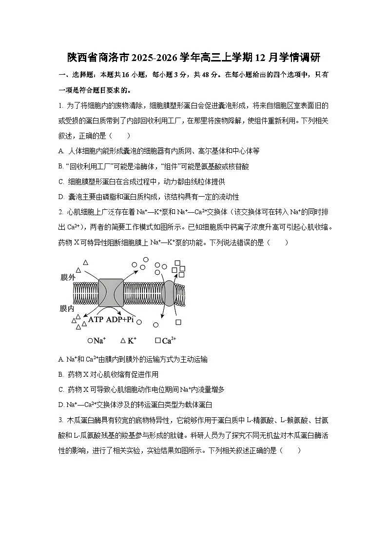 2025-2026学年陕西省商洛市高三上学期12月学情调研生物试卷（学生版）第1页