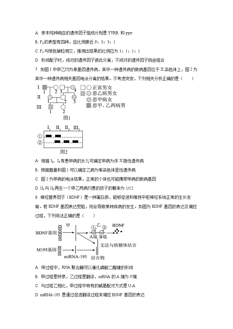 2025-2026学年陕西省商洛市高三上学期12月学情调研生物试卷（学生版）第3页