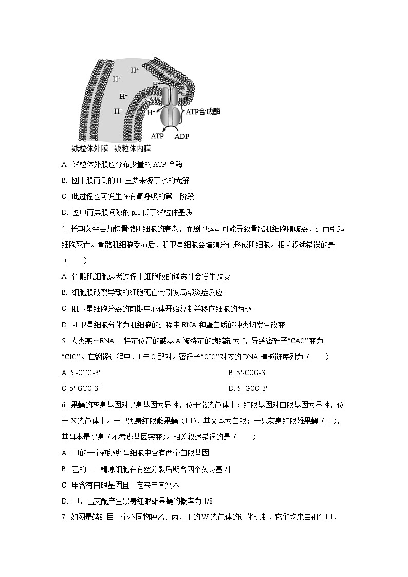 2025-2026学年江苏省海安市高三上学期期中考试生物试卷（学生版）第2页