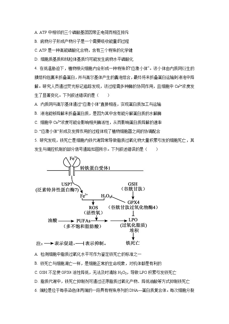 2026届河南省开封市高三一模生物试卷（学生版）第2页