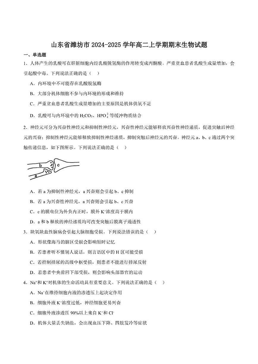 2024-2025学年山东省潍坊市高二上学期期末考试生物试卷（有答案）第1页