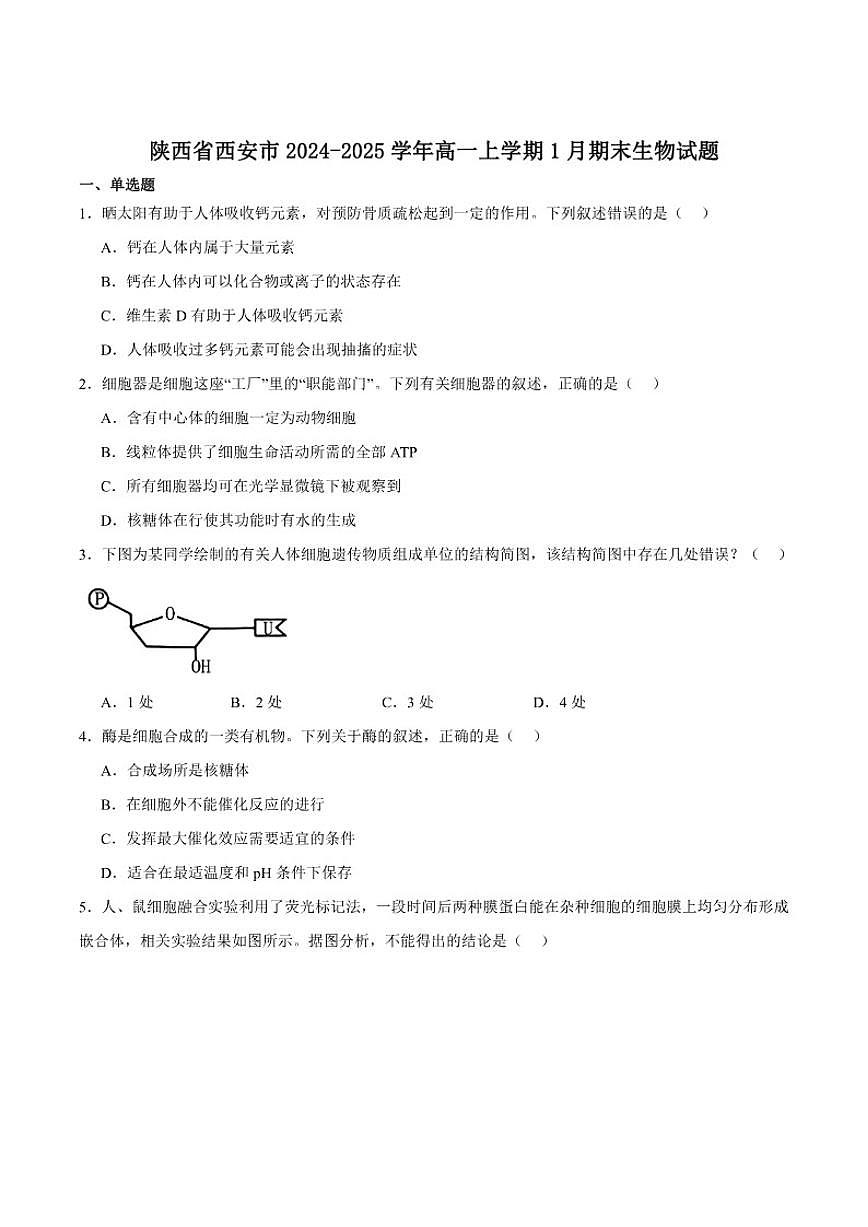 2024-2025学年陕西省西安市高一上学期期末质量监测生物试卷（有答案）第1页