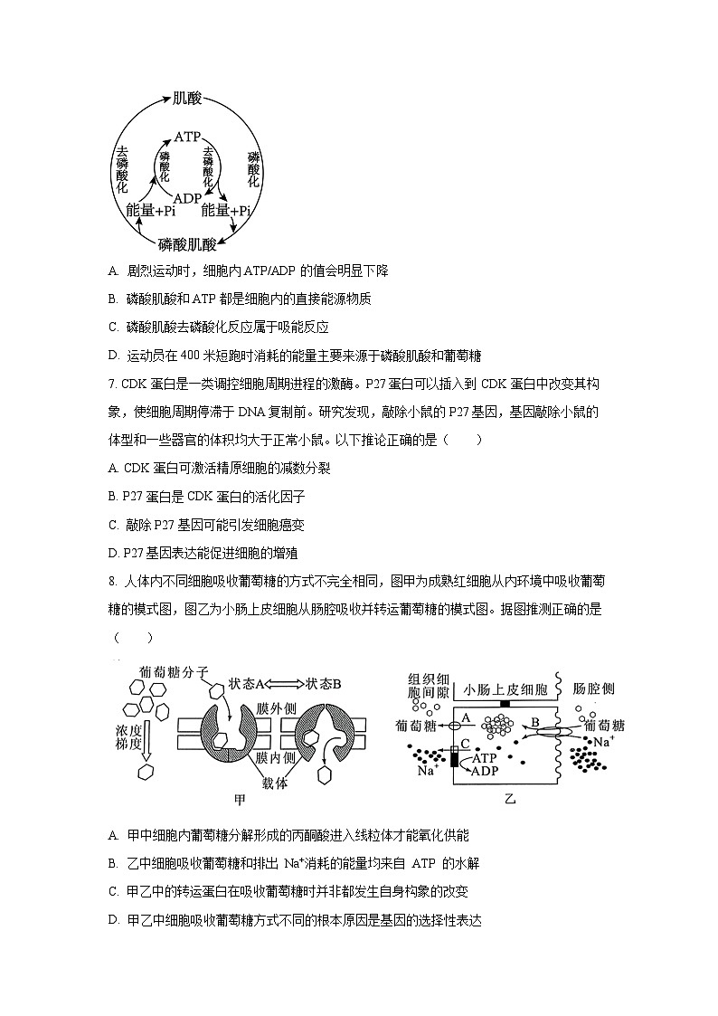 2024-2025学年福建省山海联盟高三上学期期中考试生物试卷（学生版）第3页