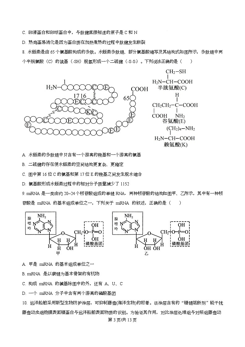 重庆市育才中学2025-2026学年高一上学期12月月考生物试卷  Word版无答案第3页