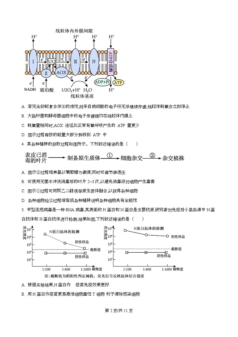重庆市第八中学校2026届高三一模考试生物试题  Word版无答案第2页