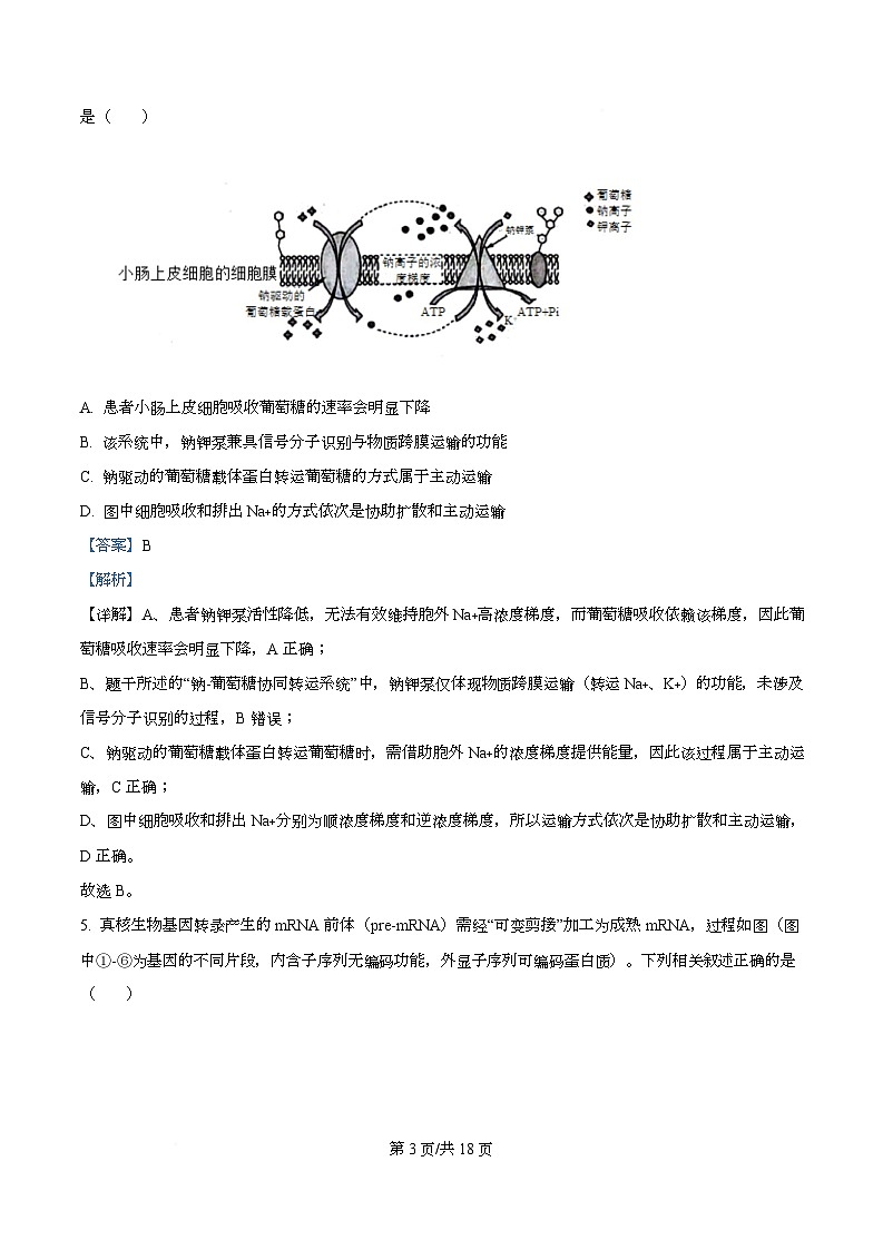 2026届四川省绵阳市涪城区四川省绵阳南山中学高三二模生物试题 Word版含解析第3页