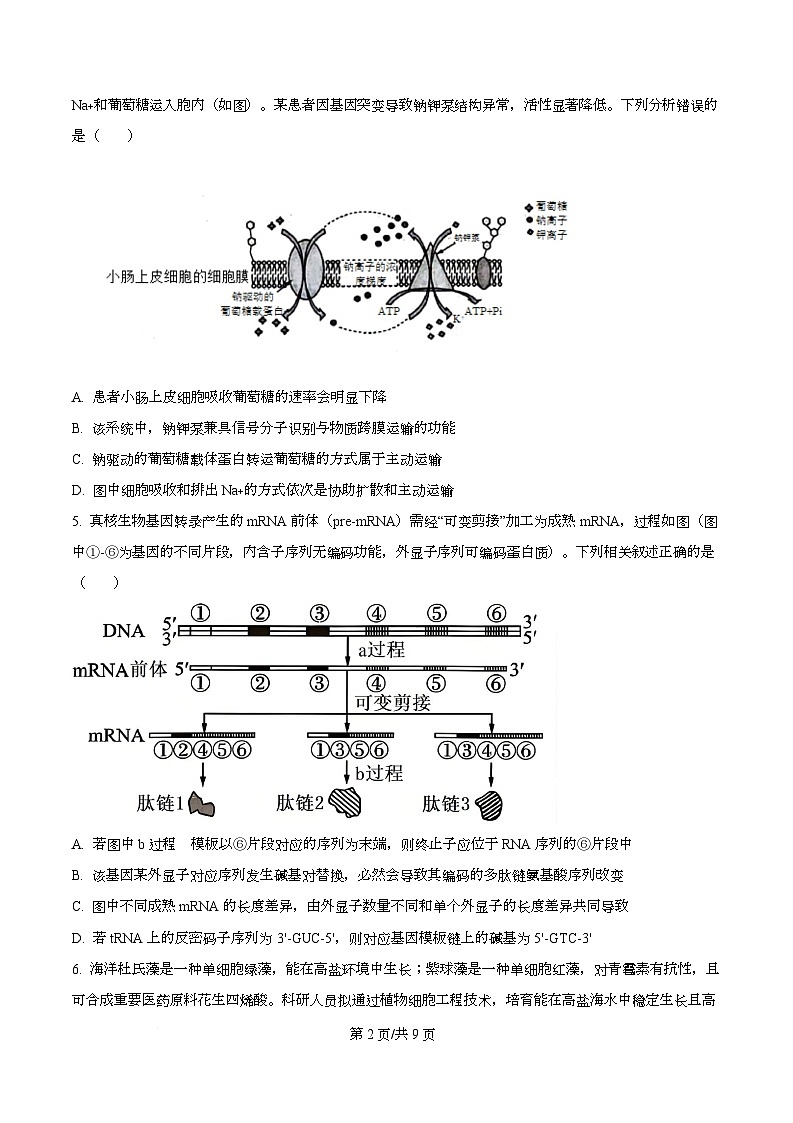 2026届四川省绵阳市涪城区四川省绵阳南山中学高三二模生物试题（原卷版）第2页