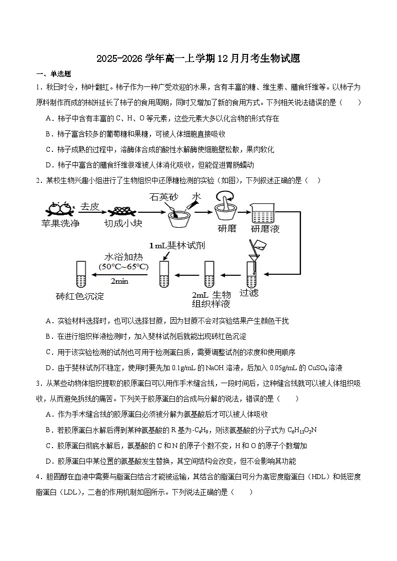 江西省赣州市部分重点高中2025-2026学年高一上学期12月质量检测试题 生物(含答案）第1页
