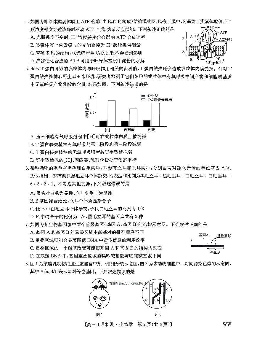九师联盟2026届高三上学期1月质量检测生物试题（含答案）第2页