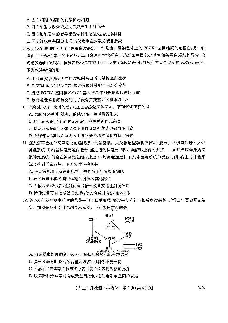九师联盟2026届高三上学期1月质量检测生物试题（含答案）第3页