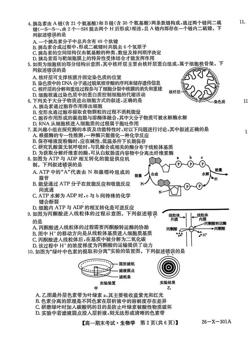 2025-2026学年黑龙江省龙东十校联盟高一上学期期末考试生物试卷（含答案）第2页