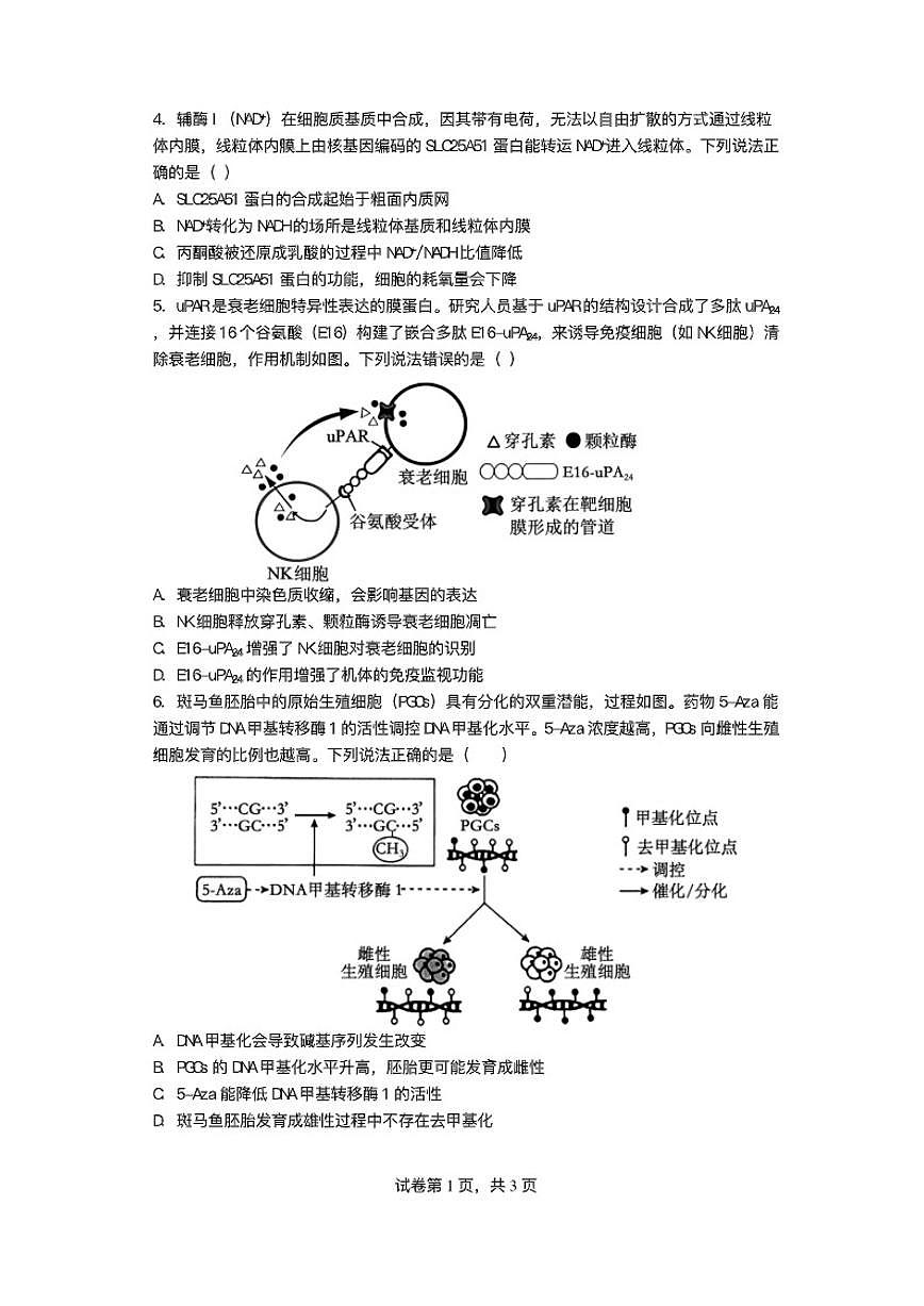 2025-2026学年四川省绵阳南山中学实验学校高三上学期1月月考生物_(含答案_)试题第2页