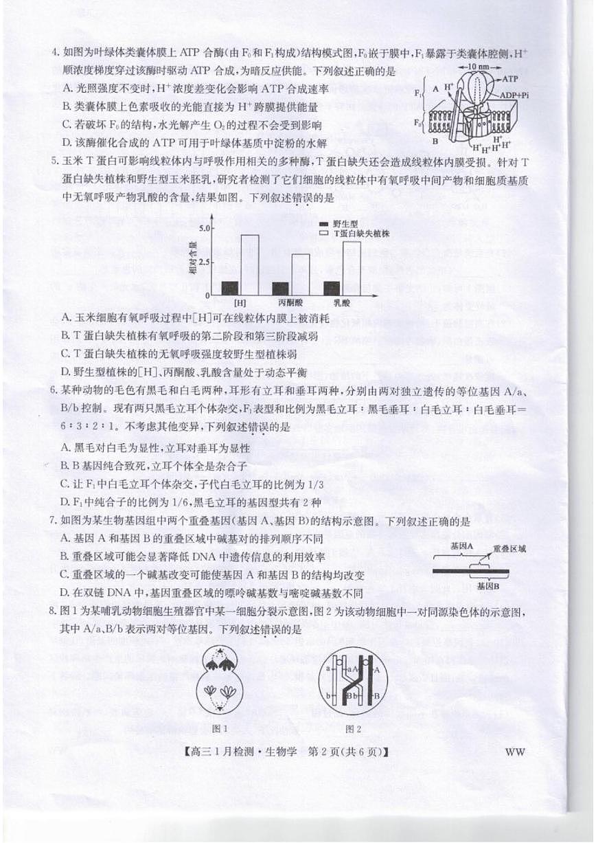 2026届甘肃省武威市高三上学期期末考试生物试卷（含答案）第2页