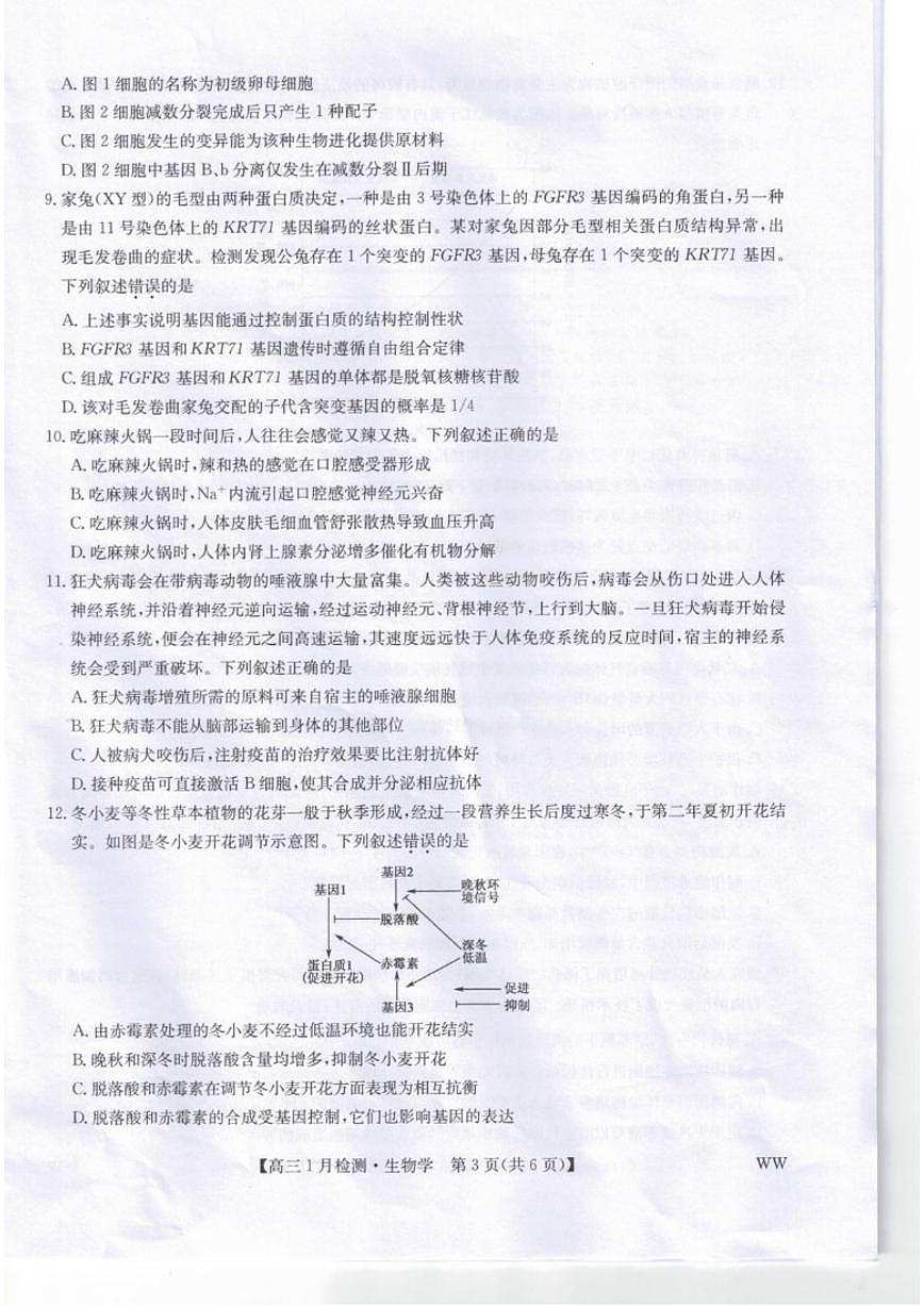 2026届甘肃省武威市高三上学期期末考试生物试卷（含答案）第3页