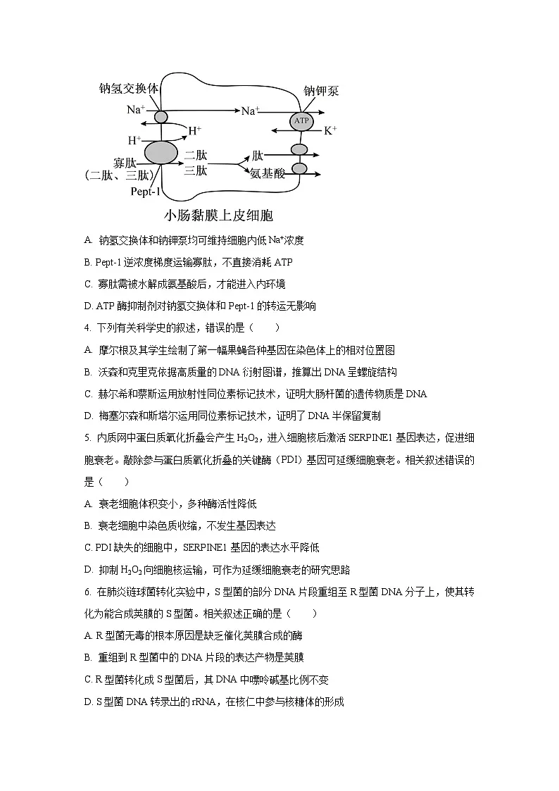 2025-2026学年江苏省南通市高三上学期期中考试生物试卷（学生版）第2页
