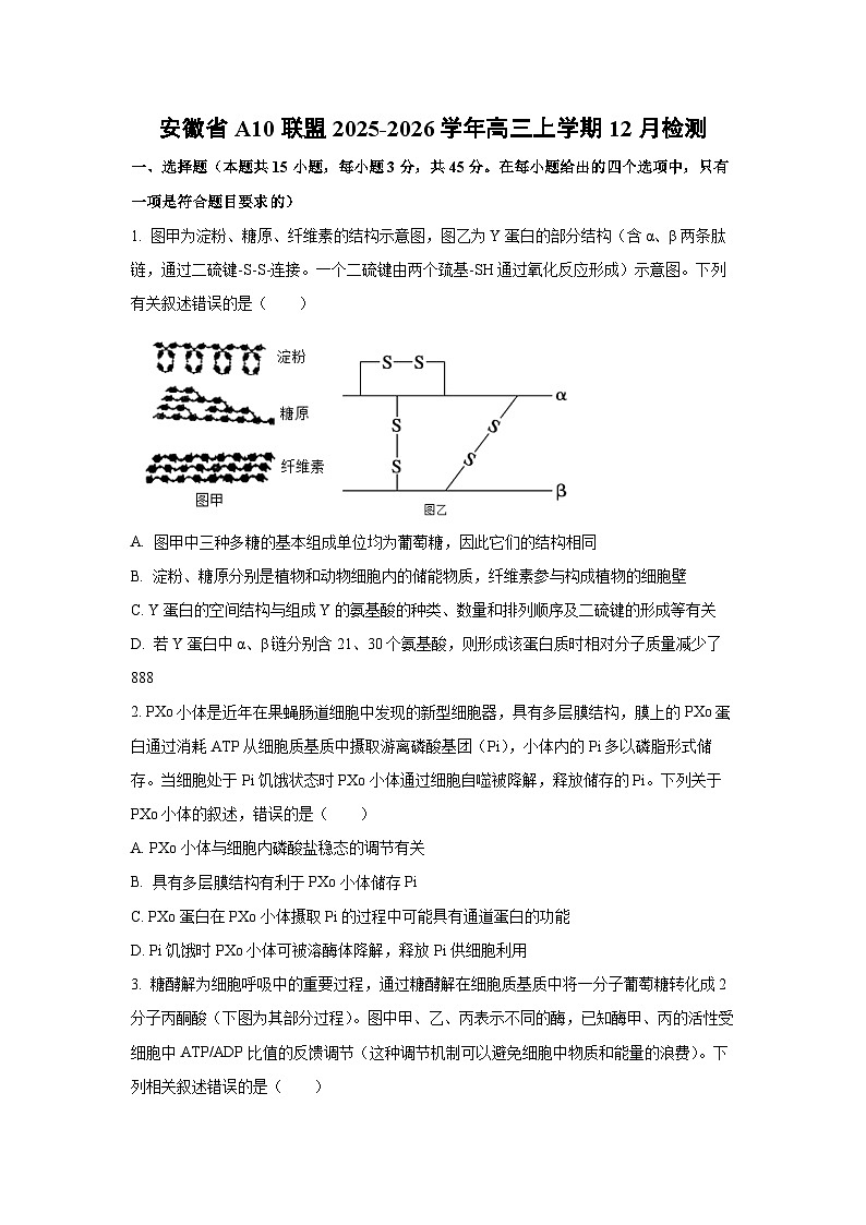 2025-2026学年安徽省A10联盟高三上学期12月检测生物试卷（学生版）第1页