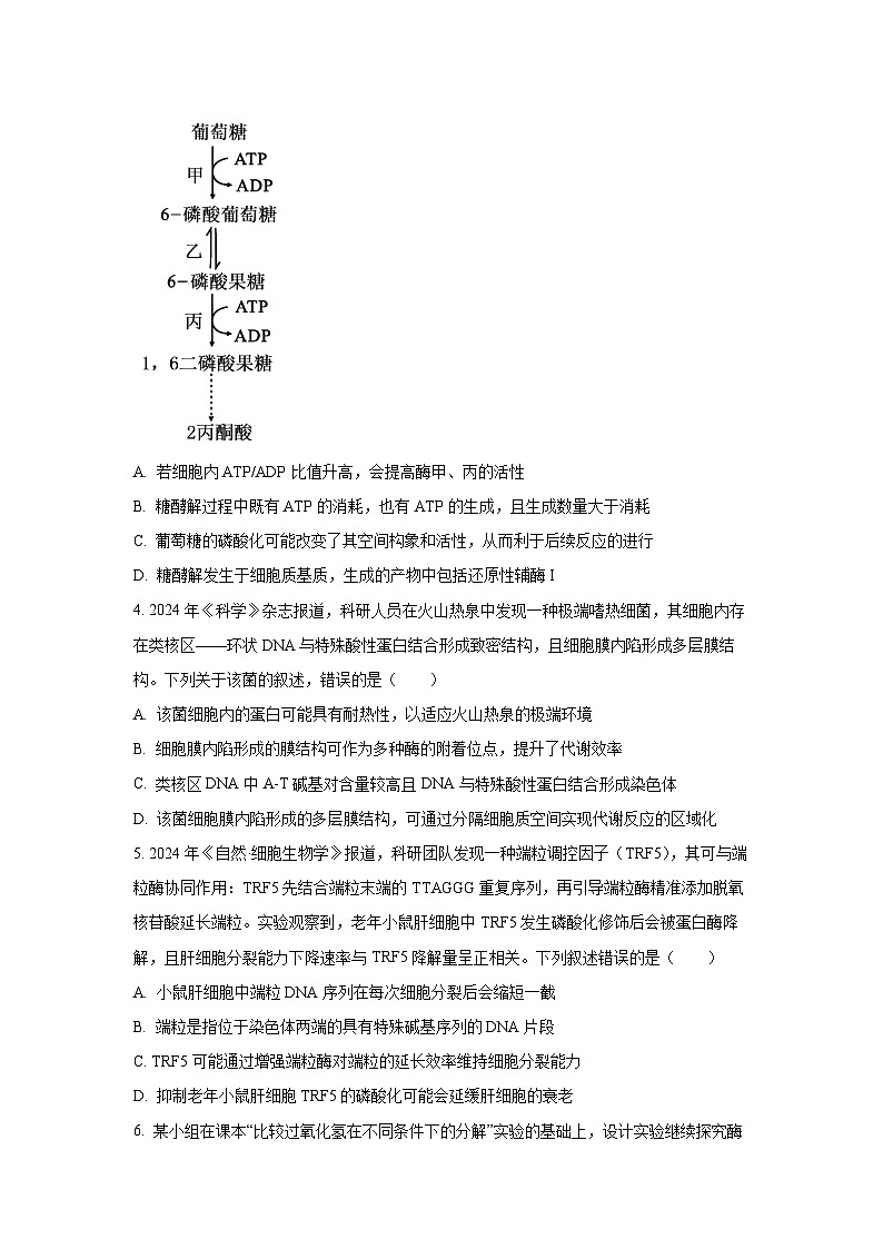 2025-2026学年安徽省A10联盟高三上学期12月检测生物试卷（学生版）第2页