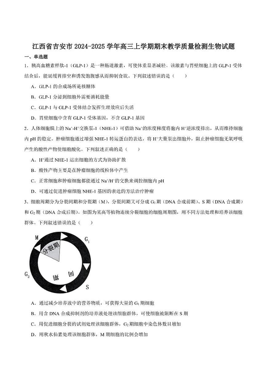 2025届江西省吉安市高三上学期期末教学质量检测生物试卷（有答案）第1页