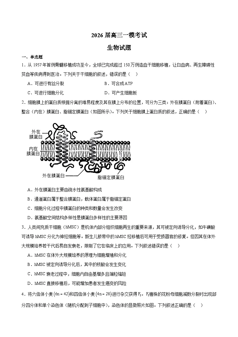 河北省沧州市重点高中2026届高三上学期12月一模考试 生物试卷(含答案）第1页
