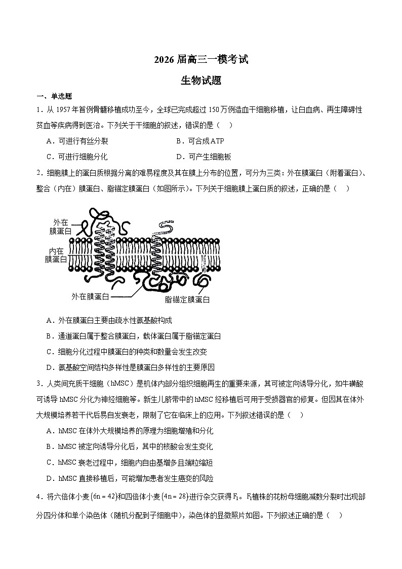 河北省沧州市重点高中2026届高三上学期12月一模考试 生物试卷(含答案）第1页