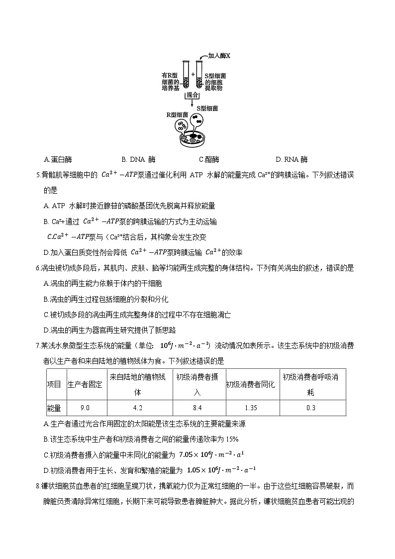 辽宁省辽阳市2026届高三上学期1月期末质量检测 生物试卷(含答案）第2页