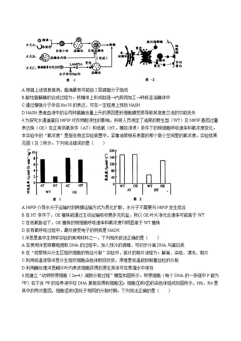 四川省乐山市2026届高三上学期第一次调查研究考试 生物试卷（无答案）第2页