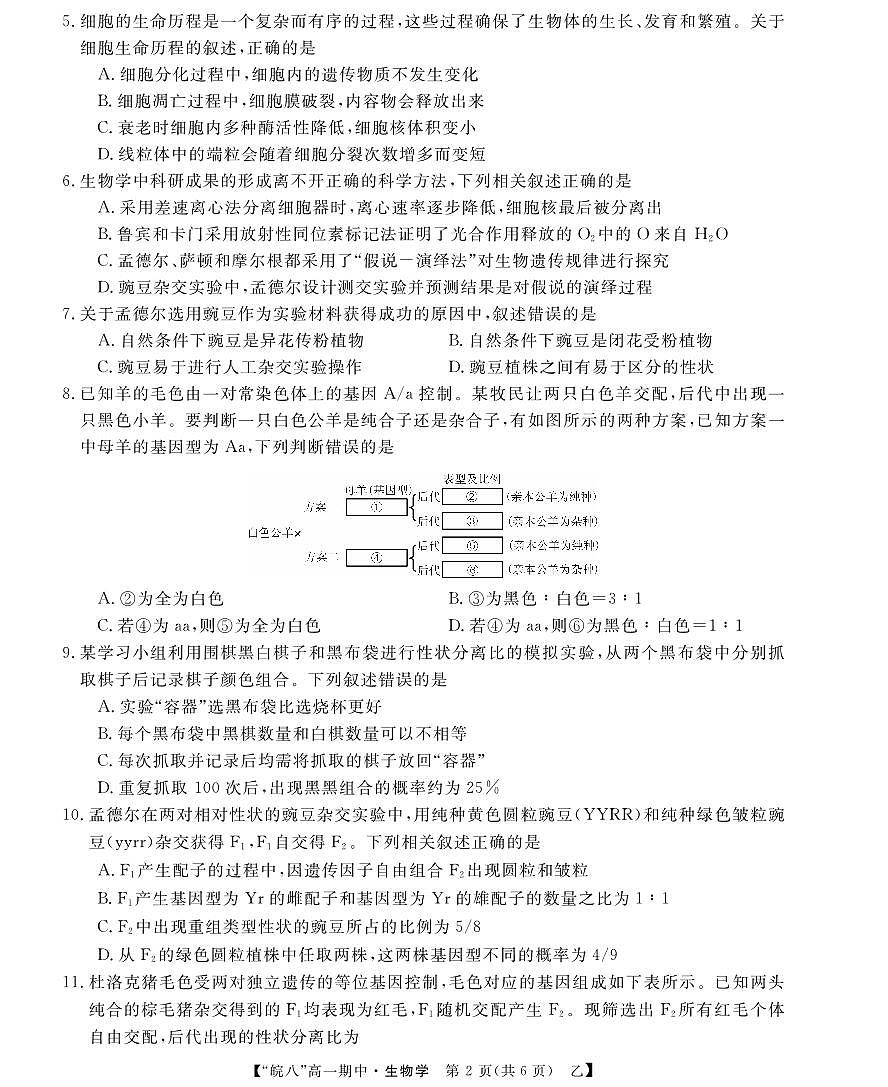 安徽省皖南八校2024-2025学年高一下学期4月期中考试生物试卷（乙）（无答案）第2页