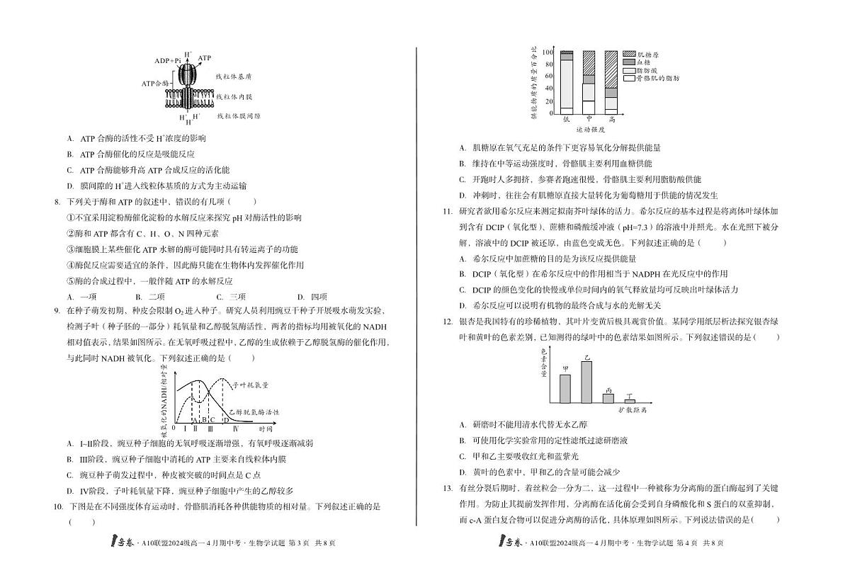 安徽省皖智1号卷A10联盟2024级高一下学期4月期中考生物学试卷B（无答案）第2页