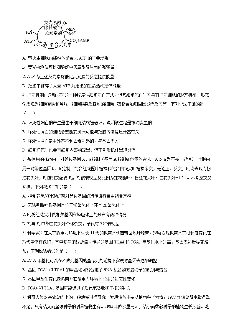 甘肃省白银市靖远县第一中学2024-2025学年高三上学期1月期末生物试题（原卷版）-A4第2页