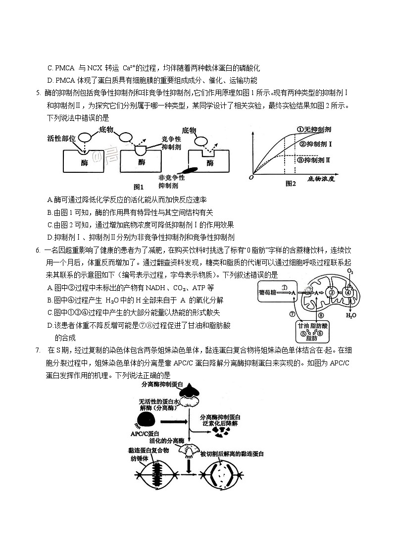 四川省宜宾市普通高中2026届高三上学期第一次诊断性测试 生物试卷(含答案）第2页