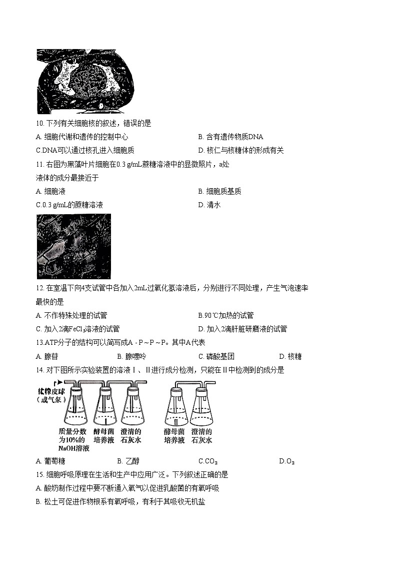 2026北京朝阳高一（上）期末生物（文字版，含答案）第3页