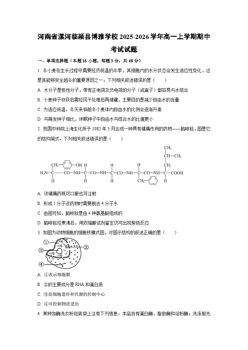 【生物】河南省漯河临颍县博雅学校2025-2026学年高一上学期期中考试试题（学生版）第1页
