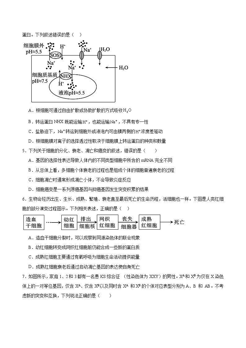 安徽省六安第一中学2026届高三上学期第五次月考（1月）生物试卷（含答案）第2页