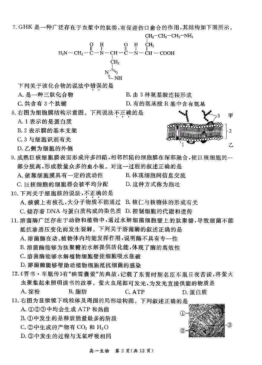 2026北京东城高一（上）期末生物试卷   无答案第2页