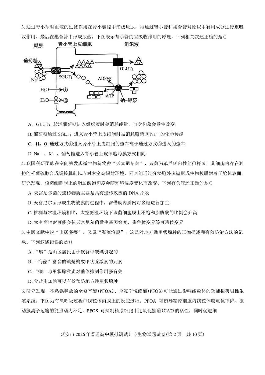 陕西省延安市2026年普通高中模拟测试(一)生物试题（含答案）第2页