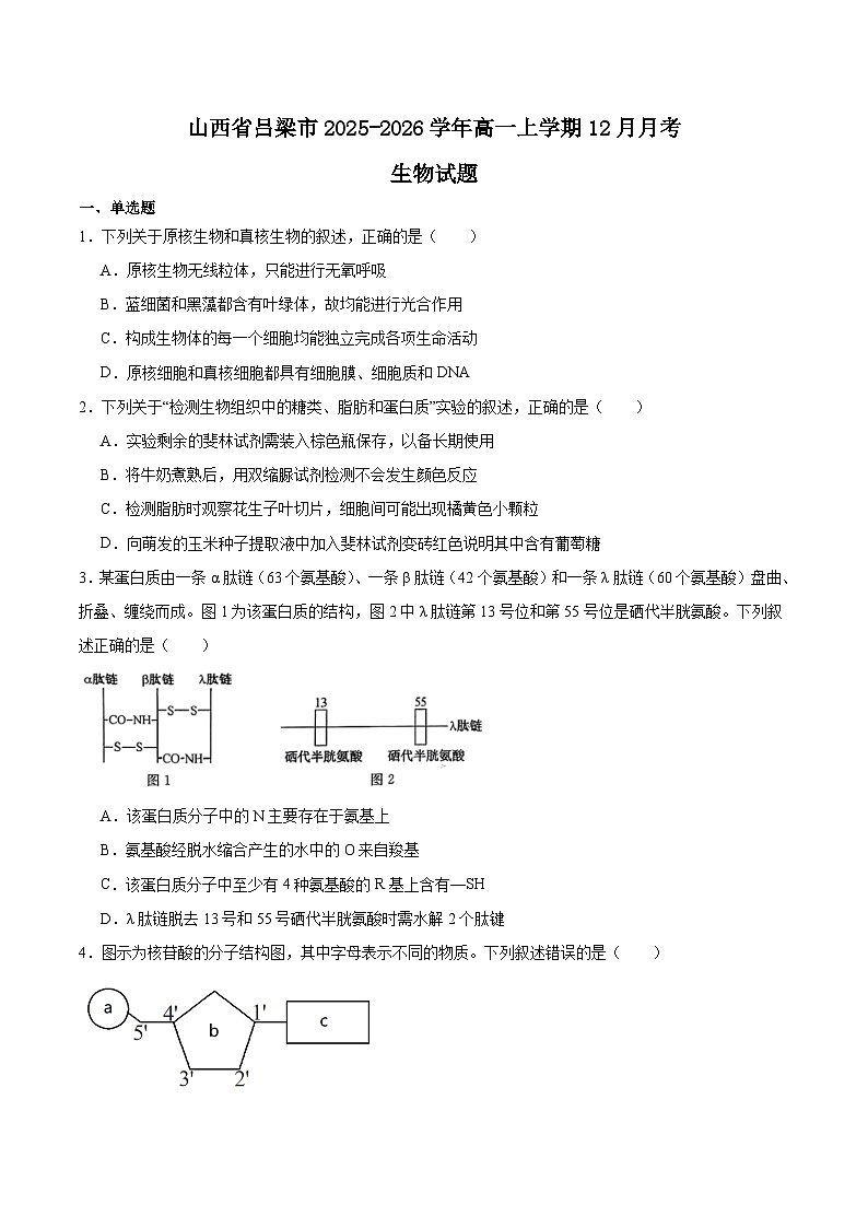 山西省吕梁市2025-2026学年高一上学期12月冲刺考生物试题（Word版附答案）第1页